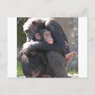 Carte Postale Doux ! Deux chimpanzés partagent un câlin amoureux