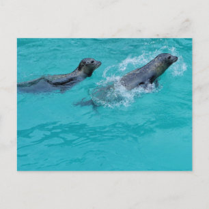 Carte Postale Doux Phoques de natation Couple