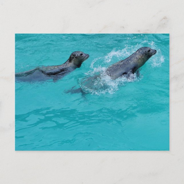 Carte Postale Doux Phoques de natation Couple (Devant)