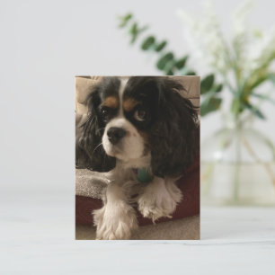 Carte Postale Doux tricolore Cavalier King Charles Spaniel Chien