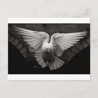 Carte Postale Dove