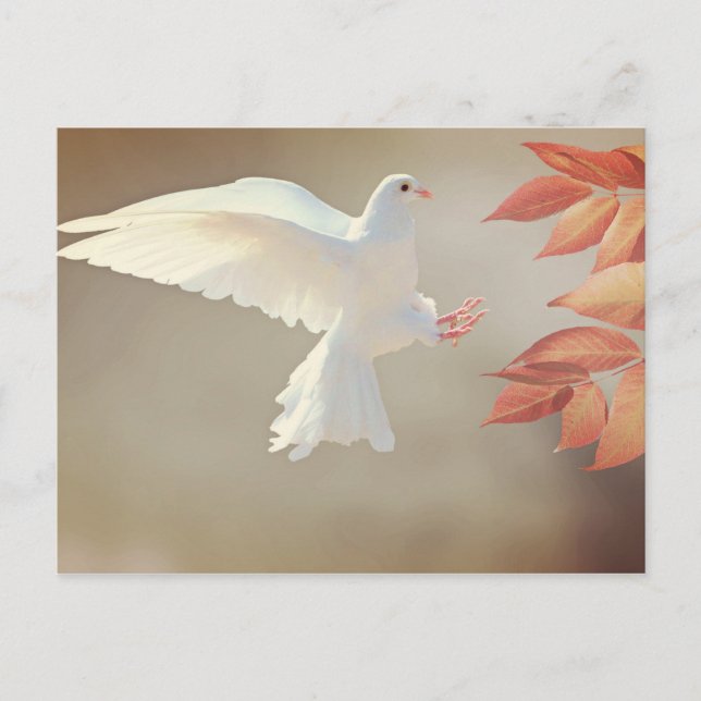 Carte Postale Dove Christian inspirational religious sympathy (Devant)