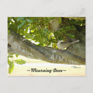 Carte postale Dove Dove en deuil gris