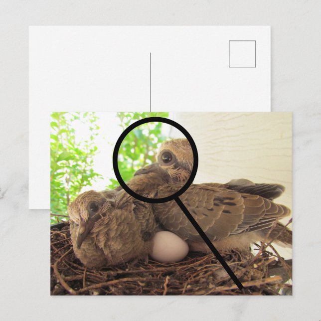 Carte postale - Dove Fledglings in Nest (Devant / Derrière)