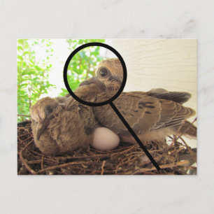 Carte postale - Dove Fledglings in Nest