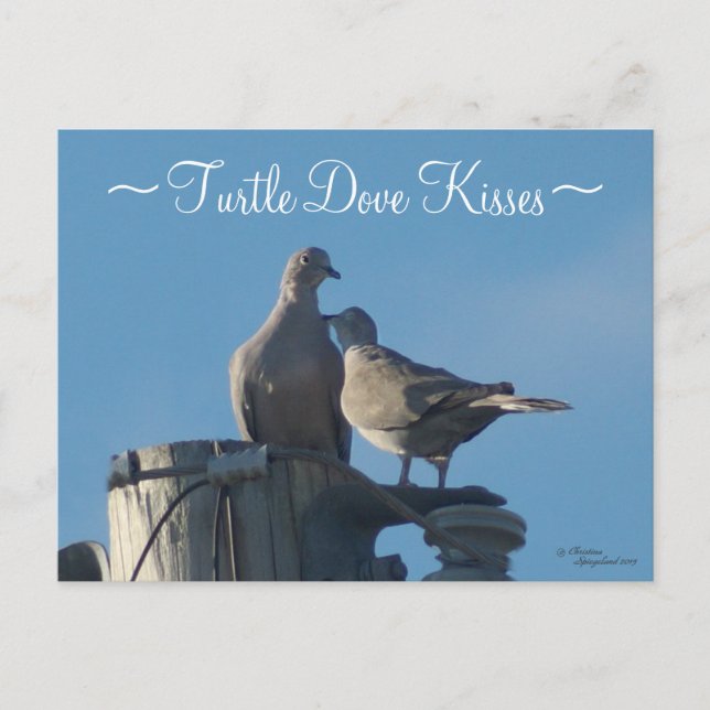 Carte postale Doves Tortues en deuil (Devant)