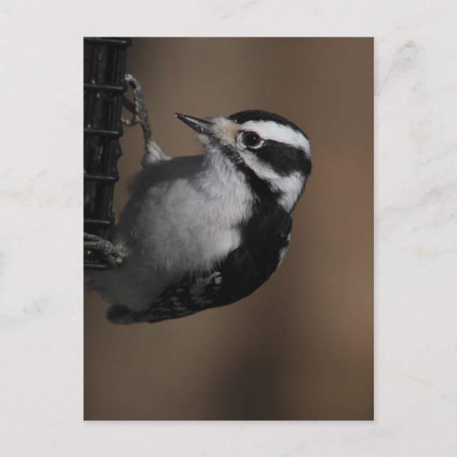 Carte postale Downy Woodpecker (Devant)
