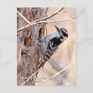 Carte postale Downy Woodpecker