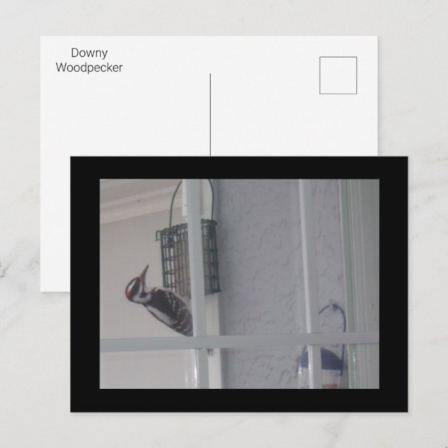 Carte postale Downy Woodpecker (Devant / Derrière)