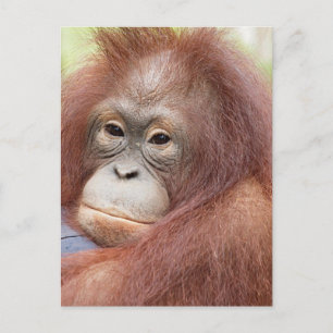 Carte Postale Dr Ann l'Orangutan