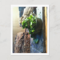 Dragon à oreilles dégustant de la salade