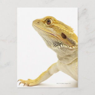 Carte Postale Dragon à oreilles (Pogona Vitticeps)