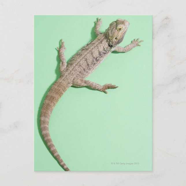 Carte Postale Dragon barbu (Devant)