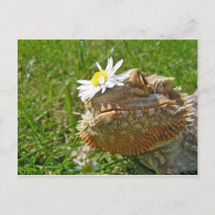 Carte Postale Dragon barbu