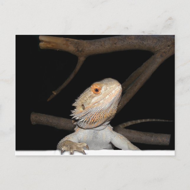 Carte Postale Dragon barbu 2 (Devant)