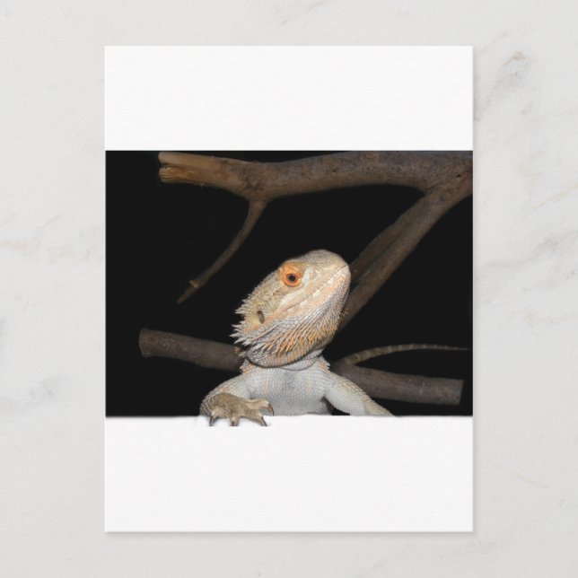 Carte Postale Dragon barbu 2 (Devant)