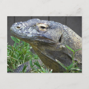 Carte Postale Dragon de Komodo