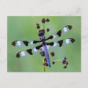 Carte Postale Dragon fly perched on grass