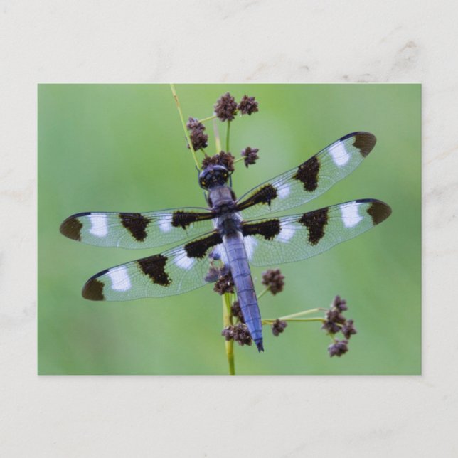 Carte Postale Dragon fly perched on grass (Devant)