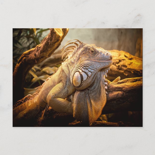 Carte Postale Dragon Iguana (Devant)