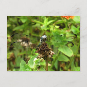 Carte Postale Dragonflies Blue Dragonfly sur une photo de Husky