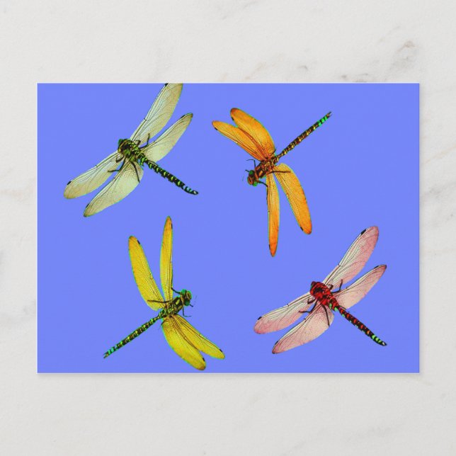 CARTE POSTALE DRAGONFLITS COLORÉS SUR BLEU (Devant)