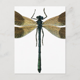 Carte Postale Dragonfly