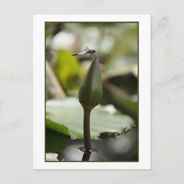 Carte postale Dragonfly (Devant)