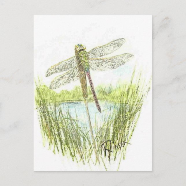 Carte postale Dragonfly (Devant)