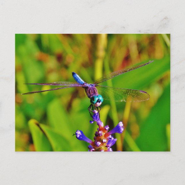 Carte Postale Dragonfly (Devant)