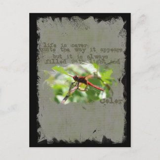 Carte postale Dragonfly