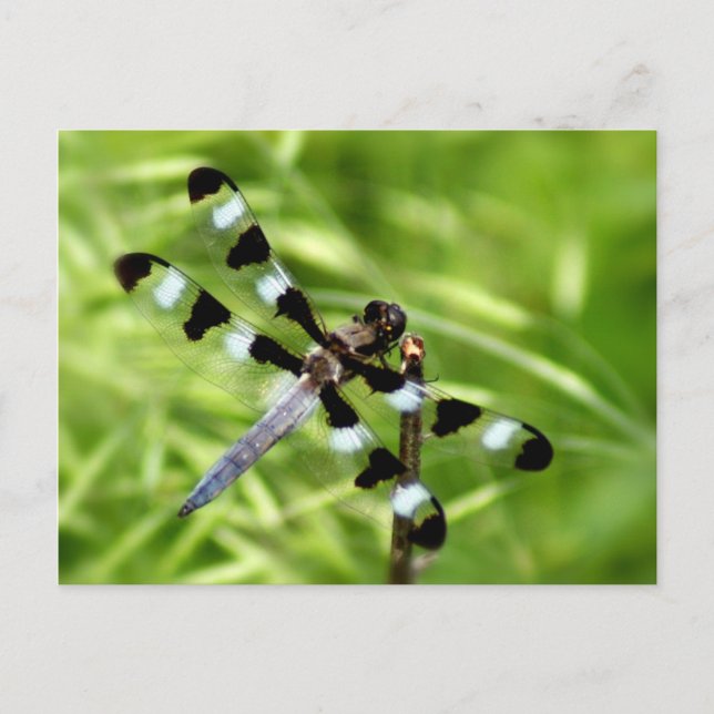 Carte postale Dragonfly (Devant)
