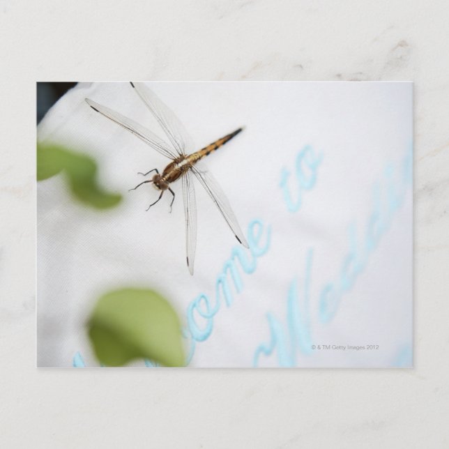 Carte Postale Dragonfly 4 (Devant)