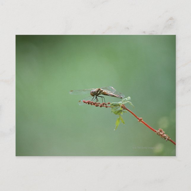 Carte Postale Dragonfly 6 (Devant)