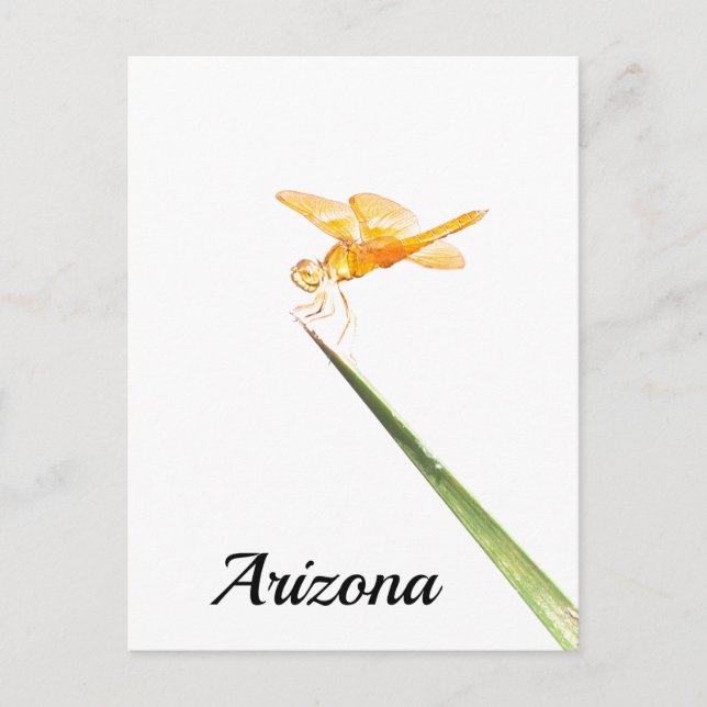 Carte Postale Dragonfly, Arizona (Devant)