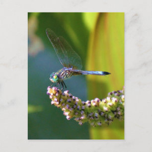 Carte Postale Dragonfly aux yeux turquoises