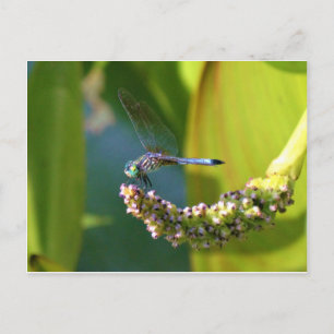 Carte Postale Dragonfly aux yeux turquoises