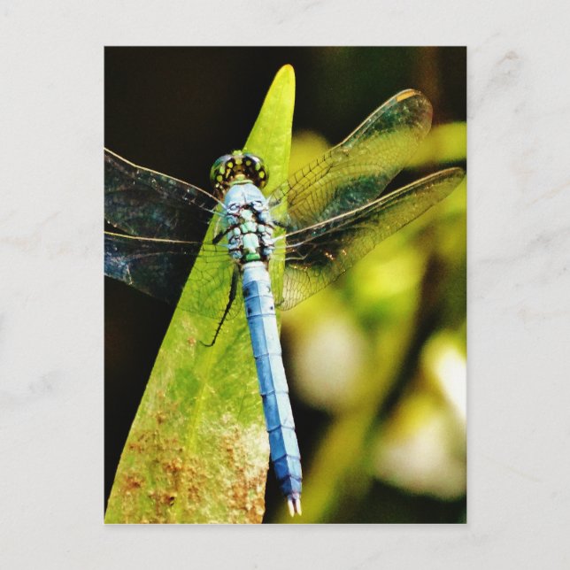 Carte Postale Dragonfly bleu clair (Devant)
