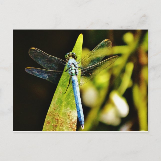 Carte Postale Dragonfly bleu clair (Devant)