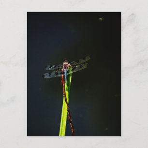 Carte Postale Dragonfly bleu et noir sur gazon vert et rouge