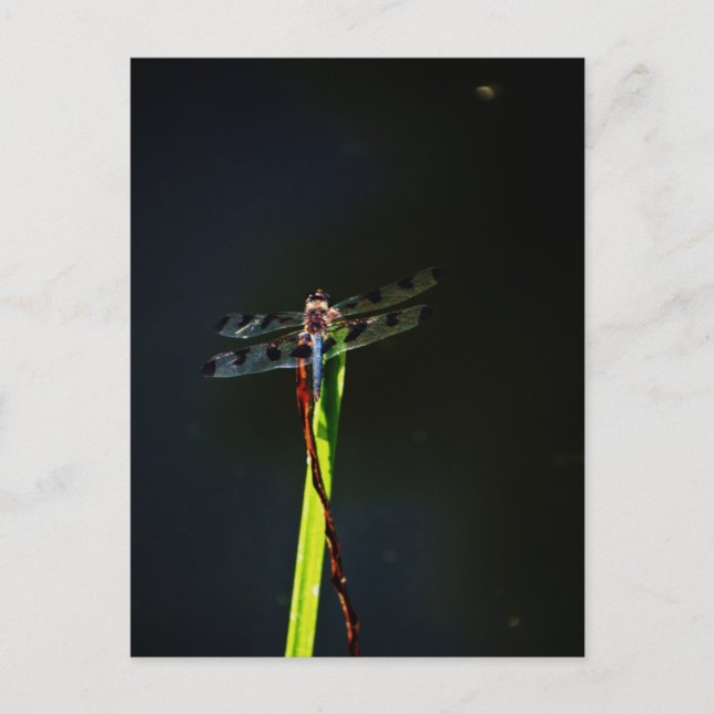 Carte Postale Dragonfly bleu et noir sur gazon vert et rouge (Devant)