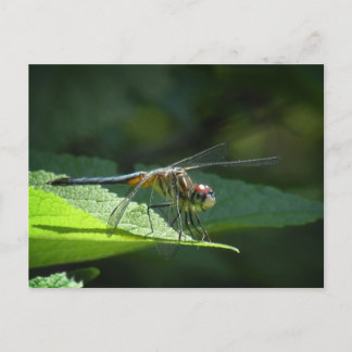 Carte postale Dragonfly Blue Dasher
