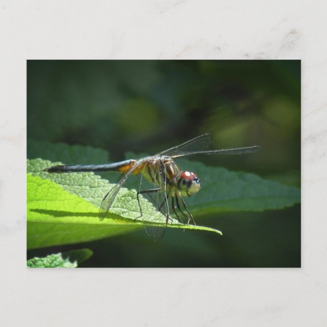 Carte postale Dragonfly Blue Dasher (Devant)