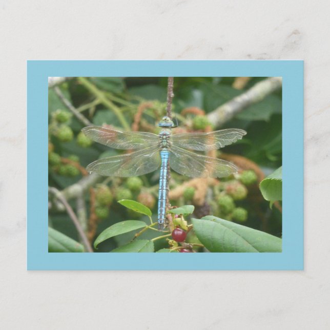 Carte Postale Dragonfly Blue Empereur avec bordure do-it-yoursel (Devant)