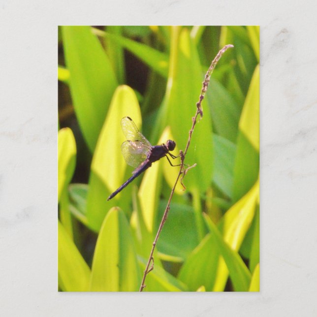 Carte Postale Dragonfly Blue et noir sur l'herbe. (Devant)