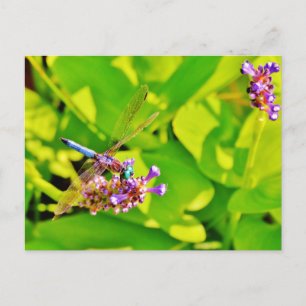 Carte Postale Dragonfly de couleur arc-en-ciel sur une fleur ros
