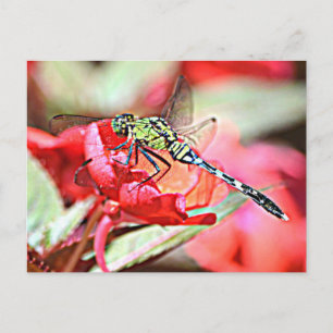 Carte Postale Dragonfly de Washington Green Darner