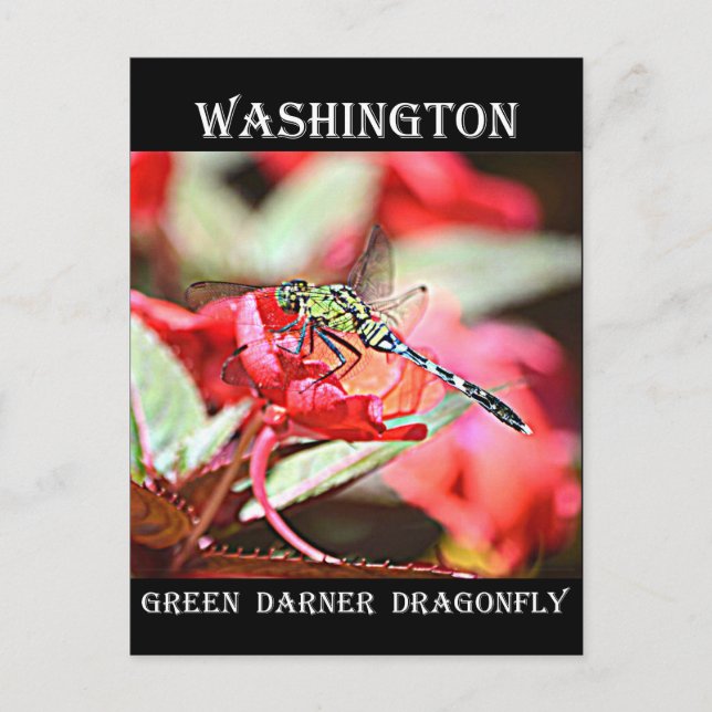 Carte Postale Dragonfly de Washington Green Darner (Devant)