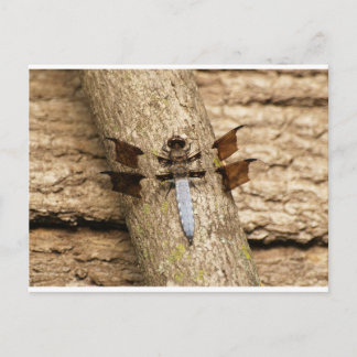 Carte Postale Dragonfly en repos