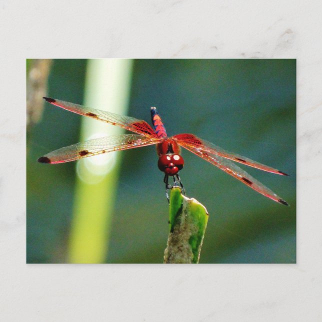 Carte Postale Dragonfly frontale rouge et noire (Devant)